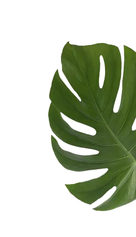 leaf-2