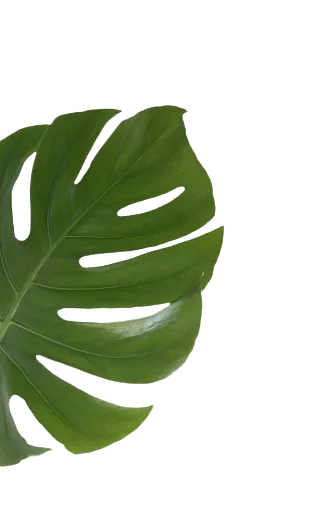 leaf-4