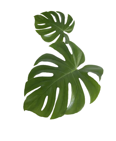 leaf